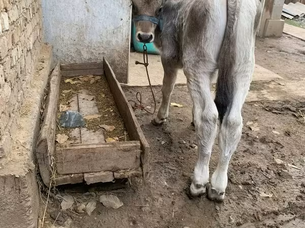 Bika, Swiss cattle