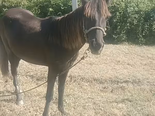 Kanca, Azerbaijan horse