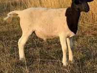 公羊, Dorper sheep — 照片 3
