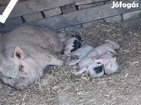 Boar, Вьетнамская вислобрюхая