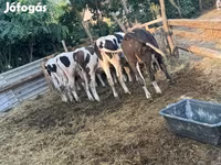 Toro, Simmental cattle — foto 2