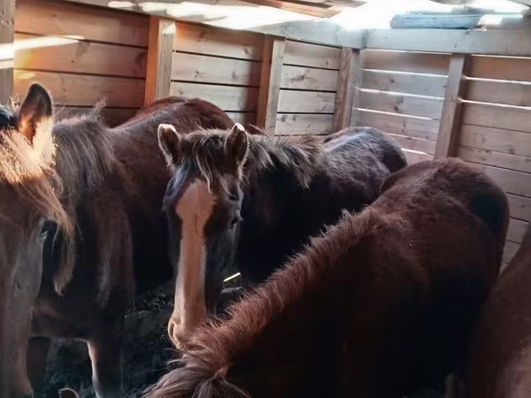 Égua, Cavalos