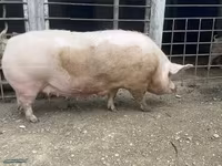 母猪, Крупная белая — 照片 1