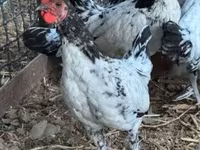Chickens — photo 3