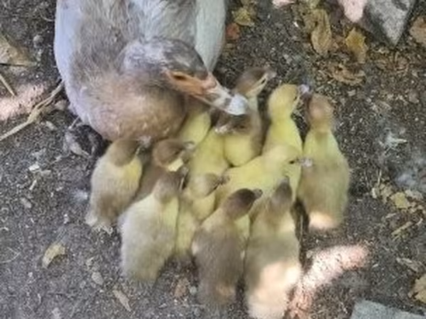 Ducks