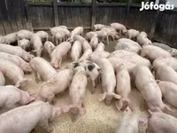 公猪, Pigs — 照片 4
