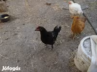 Chickens — الصورة 1