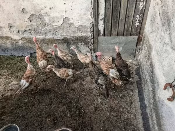 Turkeys — Ungarn