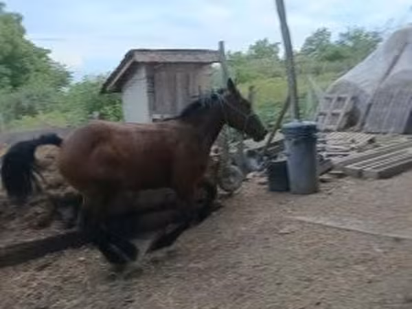 Cavalo, Cavalos