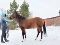 Jument, Akhal-Teke — photo 4