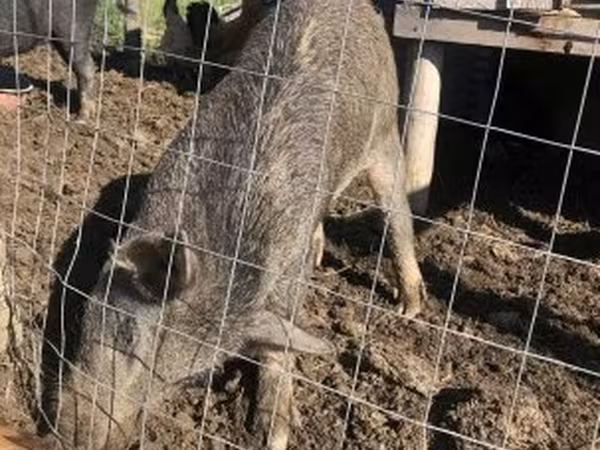 Boar,  — Hungary