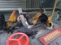Chickens — 1. fotó