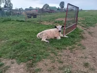 Touro, Vaca Galloway — foto 2