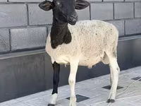 Carnero, Hissar sheep — foto 2