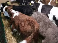 Taureau, Vache limousine — photo 2