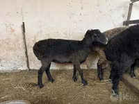 Juh, Blackheaded Persian sheep — 2. fotó
