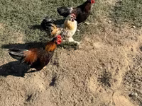 डेनिश हेन — फ़ोटो 3