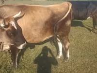 بقرة, Simmental cattle — الصورة 1