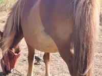 Yegua, Caballos — foto 2