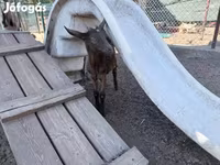 Billy Goat, Goats — photo 7