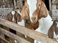Kozel, Boer goat — foto 5