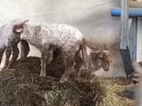 Schaf, Racka sheep — Foto 7