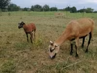 母羊, Cameroon sheep — 照片 3