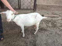 Cabra, Saanen goat — foto 4