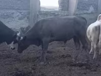 Toro, Vaca de estepa roja — foto 1