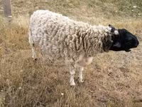 Kos, Dorper sheep — 3. fotó