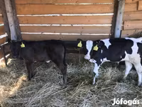 Toro, Vaca Limousin — foto 1