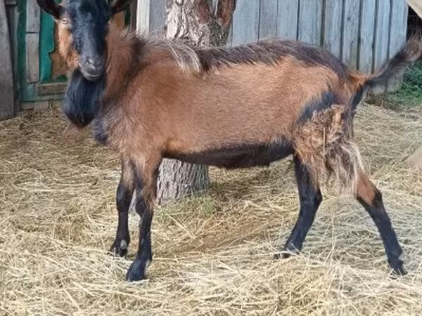 公山羊, Goats — 匈牙利