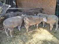 公羊, Ile-de-France sheep — 照片 6