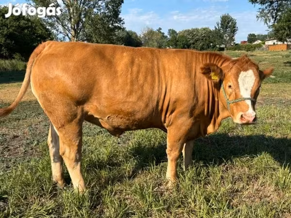 Tehén, Simmental cattle — Magyarország