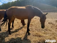 Yegua, Nonius horse — foto 5