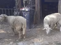 母羊, Sheep — 照片 1