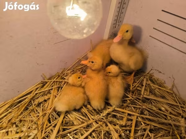 Ducks — Magyarország