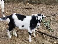 公山羊, Goats — 照片 4