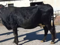 Vaca, Bovinos — foto 8