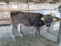 Krowa, Russian Black pied cattle — zdjęcie 2