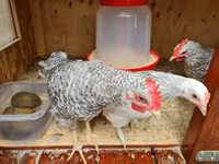 japán bantam — 2. fotó
