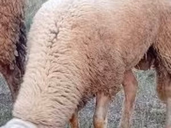 Kos, Lacaune sheep — Magyarország