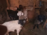 Goat, Goats — photo 3