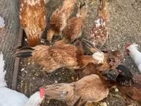 Chickens — zdjęcie 2