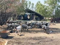公羊, Sheep — 照片 1