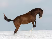 Yegua, Akhal-Teke — foto 4