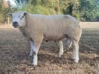 Kos, Texel sheep — 1. fotó