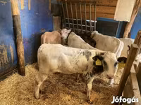 Bull, Belgian Blue — photo 1