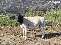 Kos, Dorper sheep — 5. fotó