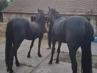 Horse (M), Friesian — photo 3